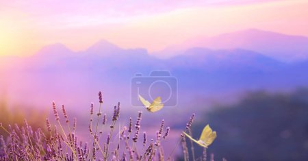 Foto de Blooming lavender spring flower and a flying butterfly against the backdrop of a spring sunrise landscape - Imagen libre de derechos