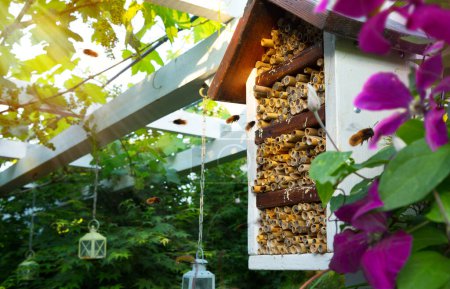 Téléchargez les photos : Spring care for the ecological garden. spring blooming garden and mason osmia bee house - en image libre de droit