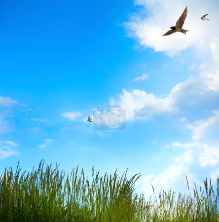 Foto de Sunny Easter spring landscape; abstract countryside nature background;   field green grass and spring blue sky  with fly birds swallow - Imagen libre de derechos