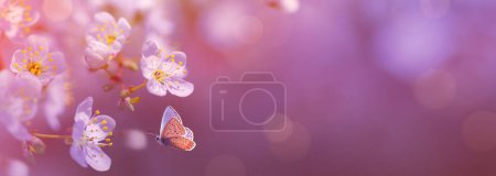 Téléchargez les photos : Panoramic design of flowering cherry branches on a spring garden background with copy space: spring time concept - en image libre de droit