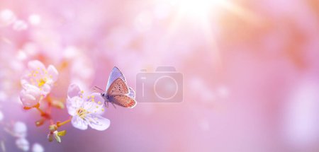 Foto de Spring Butterfly and Pink Cherry Blossoms Blossom in Spring, Easter Time on Natural Sunny Blurred Garden Banner Background - Imagen libre de derechos