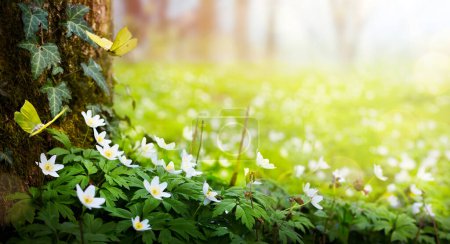 Foto de Beautiful Spring white flowers of anemones and flying butterfly in spring forest; Easter Spring forest landscape with flowering primroses - Imagen libre de derechos