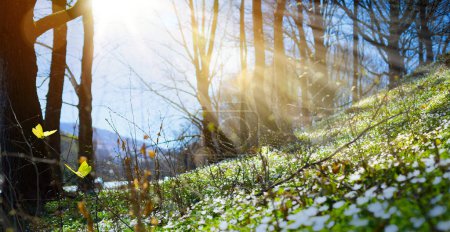 Téléchargez les photos : Beautiful spring forest background nature with blooming glade, trees and blue sky on a sunny day. - en image libre de droit