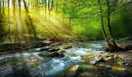 Foto de Spring forest nature landscape,  beautiful spring stream, river rocks in mountain forest - Imagen libre de derechos