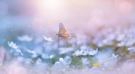 Foto de Butterfly on a delicate white spring flower in the spring in the rays of transparent sunlight of the morning light, soft focus macro. Beautiful background of spring nature. - Imagen libre de derechos