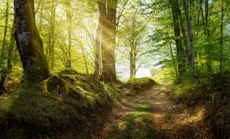 Foto de Art dirt road in morning spring forest, beautiful mountain path in woodland - Imagen libre de derechos