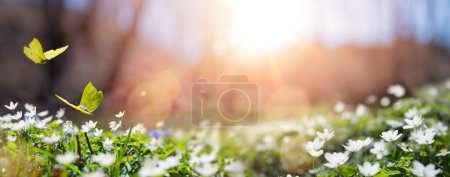 Foto de Easter spring background with forest meadow with white spring flowers and yellow butterflies on a sunny day. Easter morning - Imagen libre de derechos