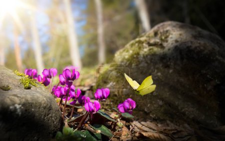 Foto de Beautiful nature of the spring forest with a flowering meadow on a sunny day. Spring Flowers Primroses and Butterfly - Imagen libre de derechos