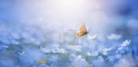 Foto de Beautiful nature of the spring forest with a flowering meadow on a sunny day. Spring Flowers Primroses and Butterfly - Imagen libre de derechos