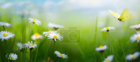 Foto de Hermosa pradera de primavera con flores blancas de primavera y una mariposa voladora en un soleado día de Pascua - Imagen libre de derechos