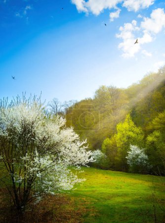 Foto de Beautiful spring landscape. Beautiful nature with blossoming fruit tree and spring forest against blue sunny sky with clouds - Imagen libre de derechos
