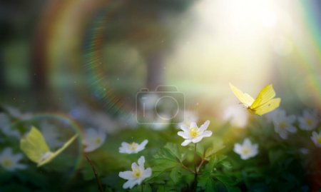 Téléchargez les photos : Éclat de forêt printanière avec fleurs blanches de printemps et papillons jaunes par une journée ensoleillée. Joyeuse matinée de Pâques - en image libre de droit