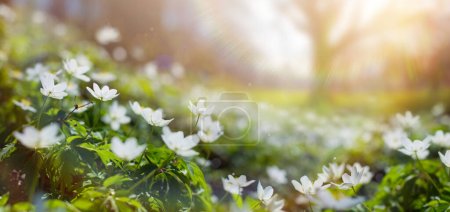Téléchargez les photos : Fleurs de printemps blanches en fleurs et arbres de printemps sur la lade de forêt de printemps avec une journée ensoleillée. Joyeux matin de Pâques - en image libre de droit