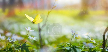 Foto de Spring Forest Glade con flores blancas de primavera y mariposas amarillas en un día soleado. Feliz mañana de Pascua - Imagen libre de derechos