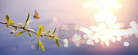 Foto de Fondo de la naturaleza primaveral; Mariposa mosca y rama de árbol de primavera fresca con hojas de sauce joven contra el fondo de agua soleada - Imagen libre de derechos