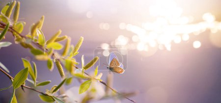 Photo for Springtime nature background; Fly Butterfly and fresh flowering spring tree branch with young willow leaves against sunny water backgroun - Royalty Free Image