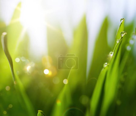 Foto de Abstracto primavera naturaleza fondo con hierba fresca contra el cielo soleado - Imagen libre de derechos
