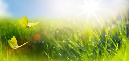 Foto de Abstracto primavera naturaleza fondo con hierba fresca y mosca mariposa contra sol sk - Imagen libre de derechos