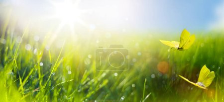 Foto de Abstracto verano naturaleza fondo con hierba fresca y mosca mariposa contra el sol sk - Imagen libre de derechos