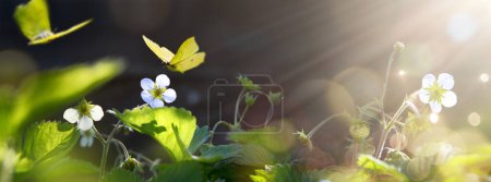 Foto de Arte Hermosas flores de fresa de verano en el jardín sobre fondo soleado. jardinería banner fondo - Imagen libre de derechos