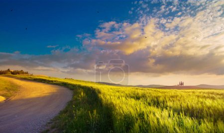 Foto de Hermoso paisaje rural italiano de verano. Camino rural vacío a través de un campo de trigo verde toscano. Puesta de sol sobre el campo - Imagen libre de derechos