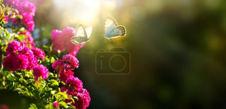 Foto de Fondo floral de verano; rosa rosa flor y mosca mariposa contra la puesta del sol sk - Imagen libre de derechos