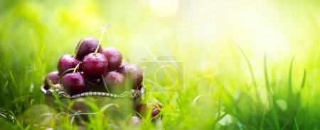 Foto de Cosecha de alimentos ecológicos de frutas de verano; fruta fresca de cereza sobre un fondo de jardín soleado - Imagen libre de derechos