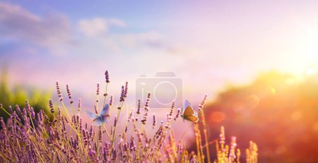 Foto de Hermoso paisaje de campo de verano; Floración de lavanda y mariposa mosca en un campo al atardecer - Imagen libre de derechos