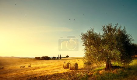 Foto de Toscana Paisaje rural de verano; campo de granja de oro y olivos bajo la puesta del sol sk - Imagen libre de derechos