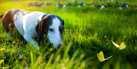 Téléchargez les photos : Art drôle teckel chasse les chiens pour les papillons volant sur une pelouse ensoleillée d'été. Promenade amusante avec votre animal - en image libre de droit
