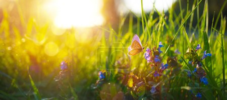 Foto de Fondo de la naturaleza soleado verano con mariposa mosca y flores silvestres azules en la hierba con la luz del sol y bokeh. Naturaleza exterior - Imagen libre de derechos