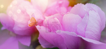 Foto de Frescura flor de verano; fondo natural romántico con flor rosa y mariposa mosca - Imagen libre de derechos