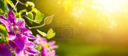 Foto de Glade en el parque con hermosas flores de verano clematis y mariposas en un día soleado. diseño de banner con espacio de copia para texto - Imagen libre de derechos