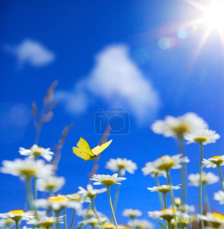 Foto de Fondo primavera verano con flores silvestres y mariposa mosca sobre un fondo azul cielo soleado - Imagen libre de derechos