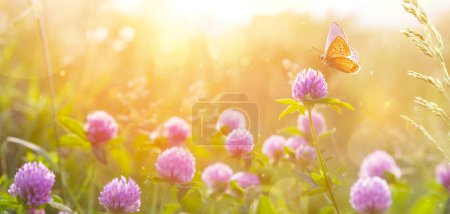 Foto de Fondo de la naturaleza de verano con flor silvestre y mariposa contra el cielo puesta del sol. hermosa bandera de verano; foto en clave alta - Imagen libre de derechos