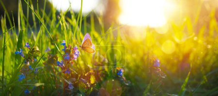 Foto de Fondo de la naturaleza soleado verano con mariposa mosca y flores silvestres azules en la hierba con la luz del sol y bokeh. Naturaleza exterior - Imagen libre de derechos