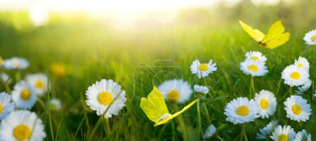 Foto de Paisaje abstracto atardecer primavera-verano sobre un prado floreciente. flores blancas y mariposas volando cálida hora dorada puesta del sol hora del amanecer. - Imagen libre de derechos
