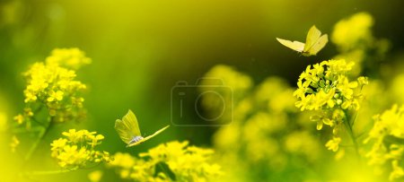 Foto de Bosque glade con un montón de flores amarillas de verano y mariposas en un da soleado - Imagen libre de derechos