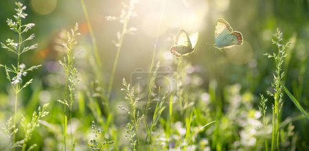 Foto de Verano bosque claro con hierba floreciente y mariposas en un día soleado; iluminación trasera, alta ke - Imagen libre de derechos