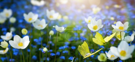 Téléchargez les photos : Clairière forestière avec beaucoup de fleurs de printemps blanches et bleues et des papillons sur un da ensoleillé - en image libre de droit