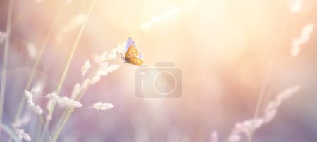 Foto de Paisaje natural de verano; hierba floreciente y una mariposa voladora sobre el fondo de un cielo soleado - Imagen libre de derechos