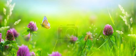 Sunny summer nature background with fly butterfly and wild flowers in grass with sunlight and bokeh. Outdoor natur