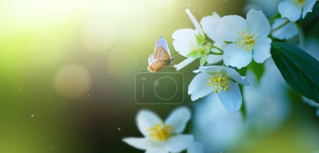 Foto de Hermoso borde floral de primavera, floreciendo jazmín sobre un fondo verde. Enfoque selectivo suave; Copiar balnearios - Imagen libre de derechos