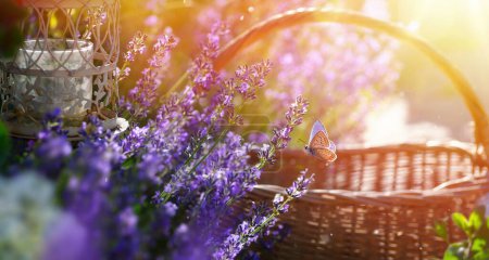 Foto de Arte Verano naturaleza fondo; hermoso jardín provence con flores de lavanda - Imagen libre de derechos