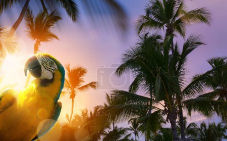 Foto de Puesta de sol en el trópico; vacaciones de verano en la playa de palmeras tropicales; diseño de pancartas con spac de copia - Imagen libre de derechos