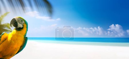 Téléchargez les photos : Vacances d'été sur la plage de sable de la mer tropicale ; conception de bannière avec copie spac - en image libre de droit