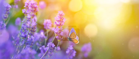 Sunny summer nature background with fly butterfly and lavender flowers  with sunlight and bokeh. Outdoor nature banner; Copy spac