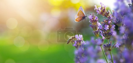 Sunny summer nature background with fly butterfly and lavender flowers  with sunlight and bokeh. Outdoor nature banner; Copy spac