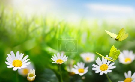 Foto de Arte abstracto fondo de verano o fondo de primavera con hierba fresca y flor de manzanilla salvaje - Imagen libre de derechos