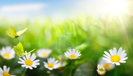 Foto de Arte abstracto; Hermoso fondo de verano con hierba verde fresca y flores de manzanilla silvestre en el prado soleado - Imagen libre de derechos